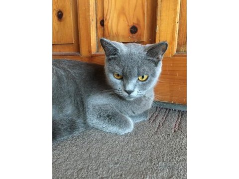 British shorthair