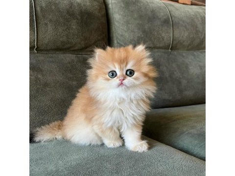İpeksi tüylü golden british longhair 