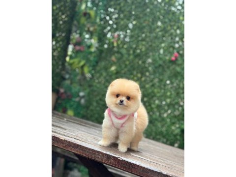 Ayı surat pomeranian boo yavrumuz