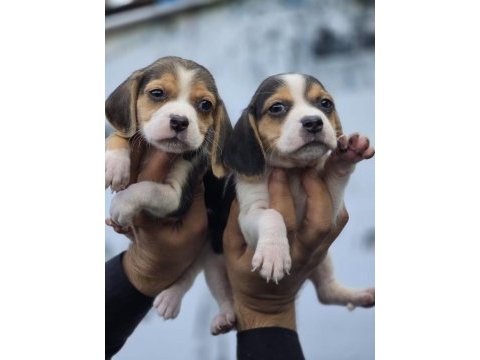 Ruhsatlı çiftliğimizden a kan beagle yavruları