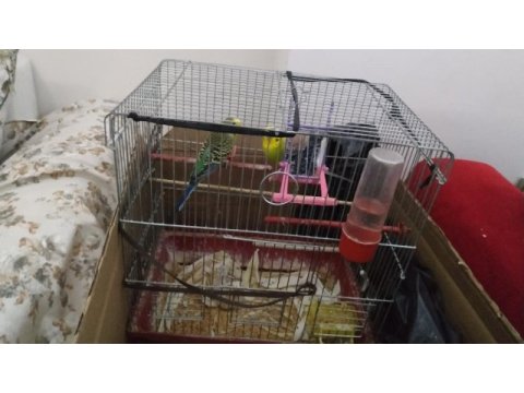Muhabbet kuşu dişi ve erkek