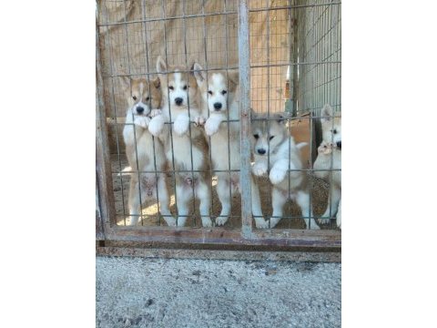 Akita inu köpeği