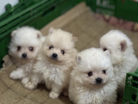 Pomeranian boo yavrularımız teslime hazır