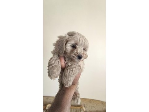 Maltipoo yavrular