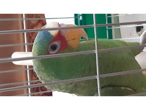 Amazon papagani