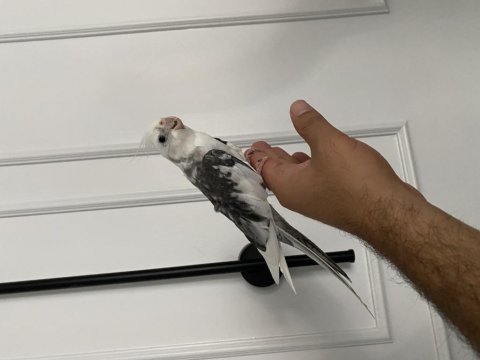 Evcil konuşan wi-fi face sultan papağanı