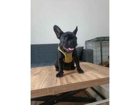 A+ kalite french bulldog lekesiz siyah özel renk