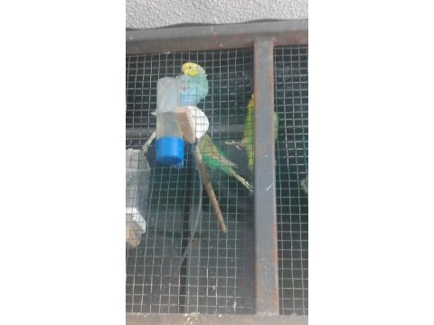 Acil satılık muhabbet kuşu çiftler sudan ucuz