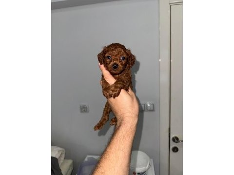 Korkan dark brown poodle bebekler