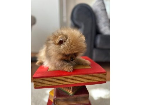 Mikro pomeranian bardak boy