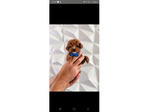 Toy poodle minik sekerler