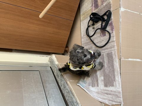 2 buçuk aylık eğitimli terrier köpeği