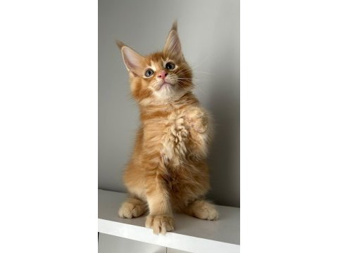 Turuncu erkek minik dev maine coon