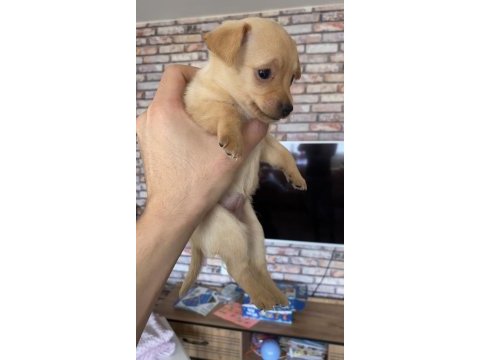 Pinscher varsa daha iyisi o da annesi