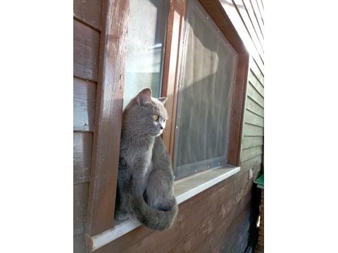 Ücretsiz sahiplendirilecek british shorthair