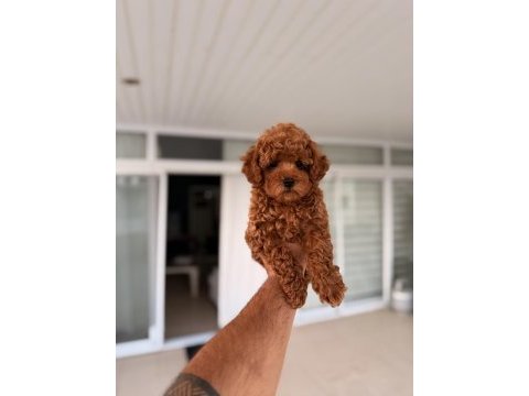 Mersin pomeranian boo orjinal yavrular