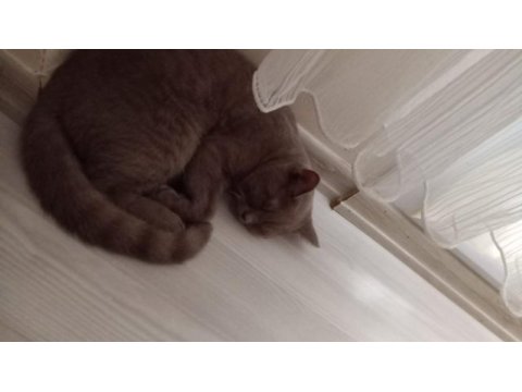 Oyun delisi asil british shorthair