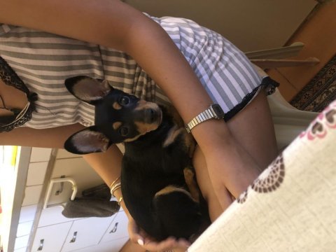 Yavru pinscher 5 aylık