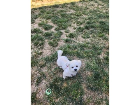 1 yaşında erkek shih tzu