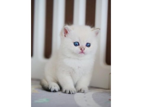 Masum bakışlı minik silver british shorthair 