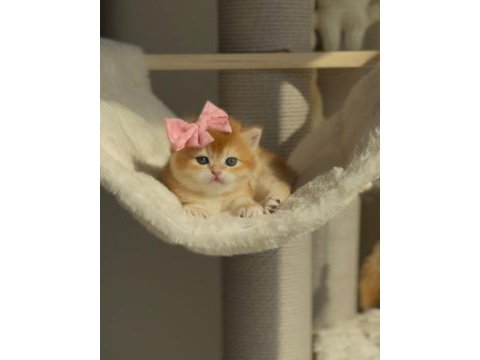 British shorthair açıklamayı okumadan aramayın lütfen