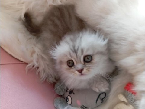 British longhair a kalite