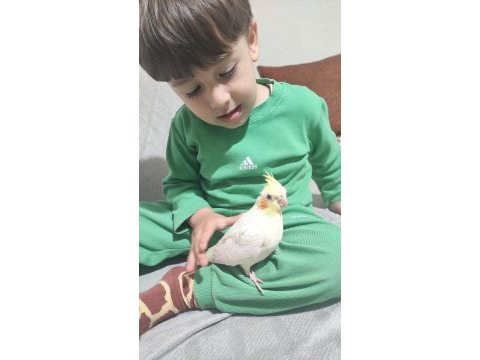 Evcil yavru sultan papağanlar