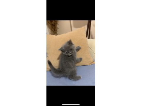British shorthair yavrularımız