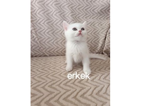 Teslime hazır erkek dişi yavru kedilerimiz