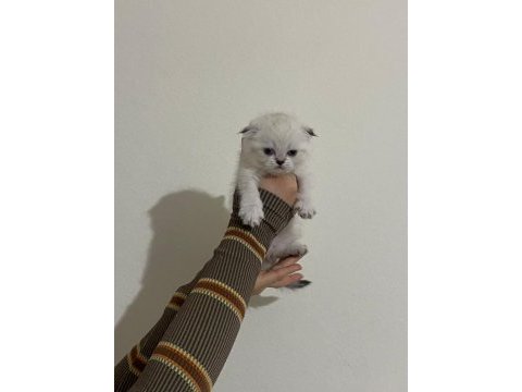 Safkan scottish fold brıtısh shorthaır yavrularım
