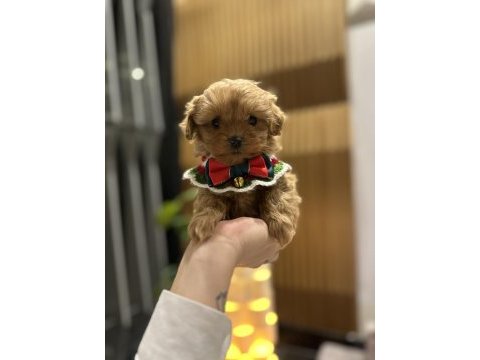 Özel seri kore maltipoo