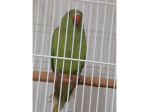 5 aylık erkek pakistan papağanı