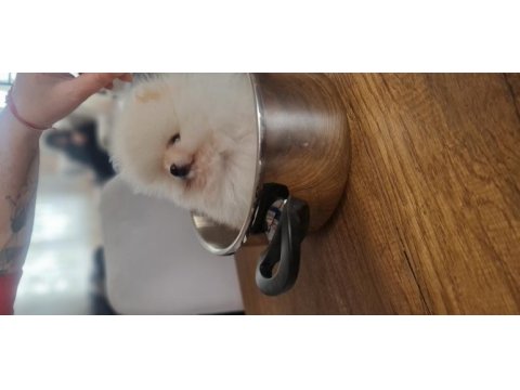 Show kalite pomeranian boo
