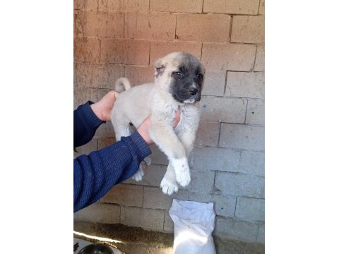 Sahibinden kangal yavruları