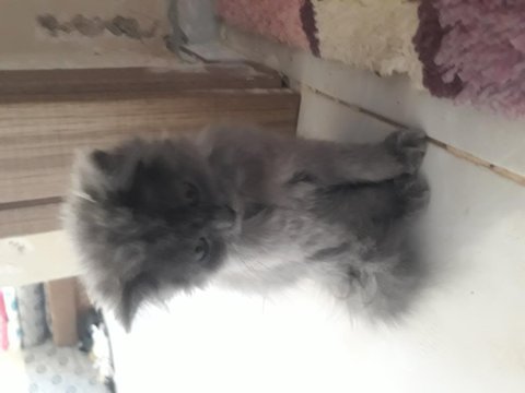 Original ıran persian