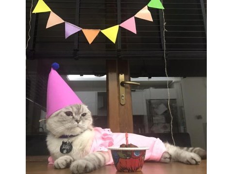 Scottish fold kedimiz sütlaça sıcak yuva