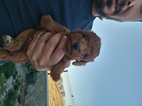 Ankara dan muhteşem poodle bebekler sizi bekler