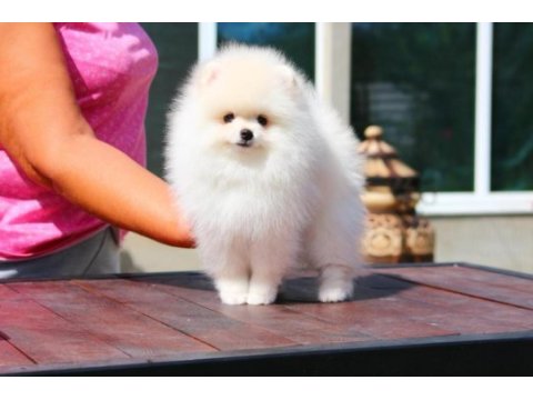 Petmode köpek çiftliğinde ziyarete açık li pomeranian
