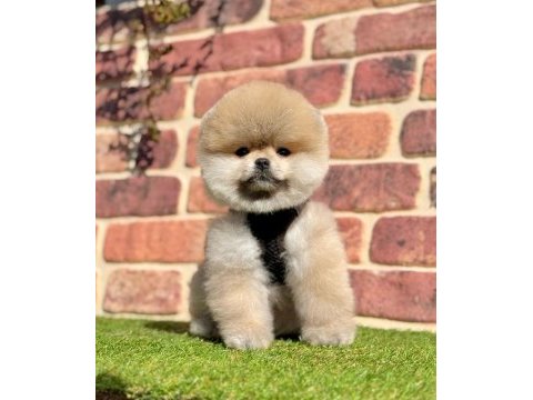 Safkan pomeranian boo yavrularımız