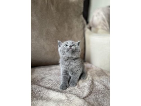 British shorthair gri yavrular