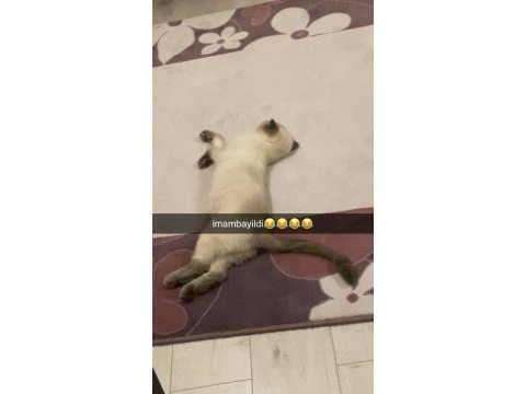 Scottish fold kedisi