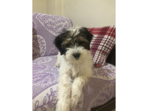 İzmir içi sahiplendirme morkie