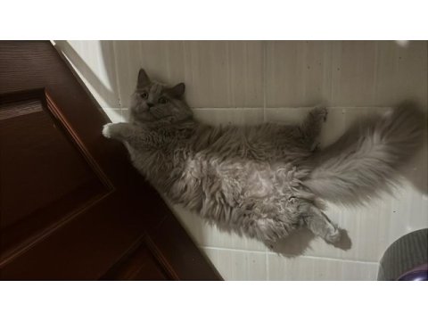 British longhair 8 aylık