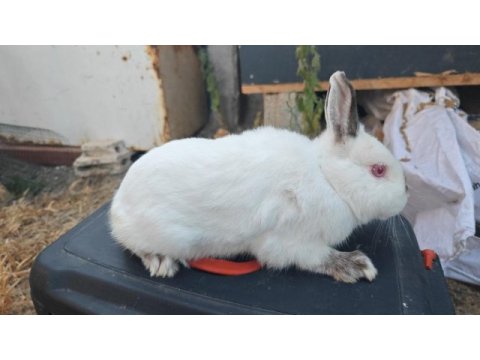 Renk cücesi tavşan himalayan renk