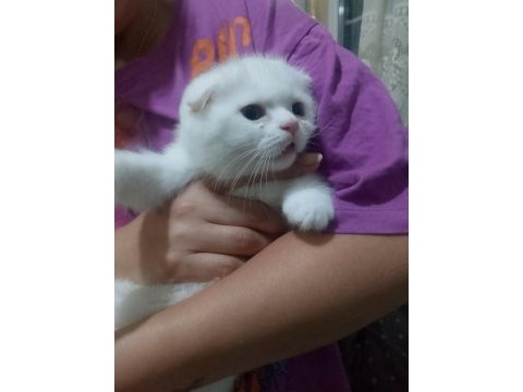 Beyaz scottish fold meleğimizi sahiplendiriyoruz