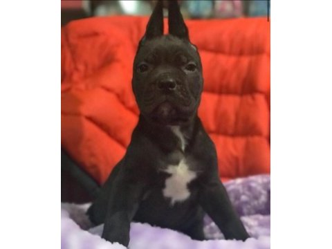 Cane corso koca kafa yavrular