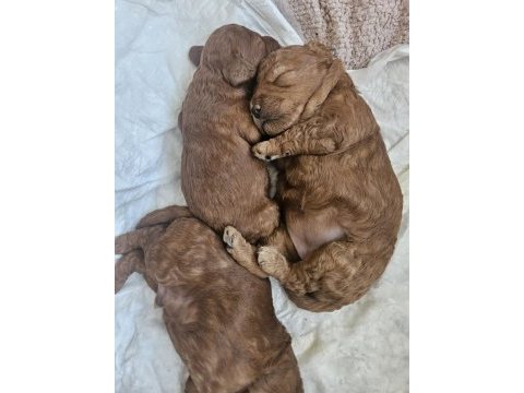15 günlük anne altından poodle