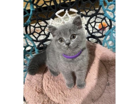 Güzeller güzeli brıtısh shorthair yavrularım 