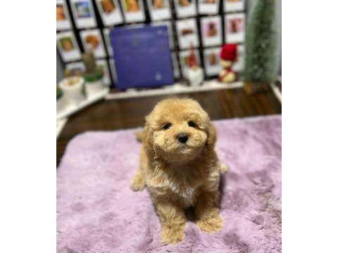 Mini maltipoo yavrularımız