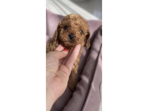 Toy poodle köpekler